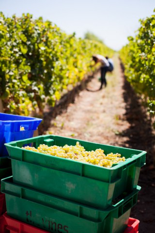 Image of hand harvested grapes