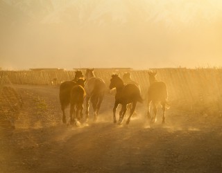 Image of horses running