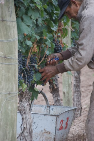 Image of man hand picking grapes.