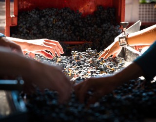 Image of hands sorting