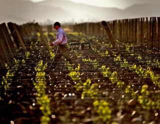Image of man walking between vines.